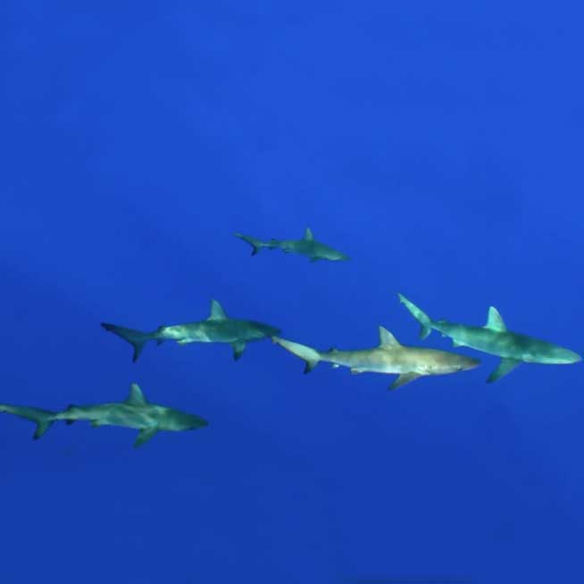 Tiburones Perdidos de Isla de Pascua